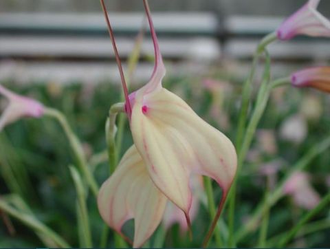 Masdevallia x measuresiana