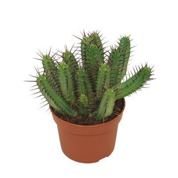 Euphorbia enopla