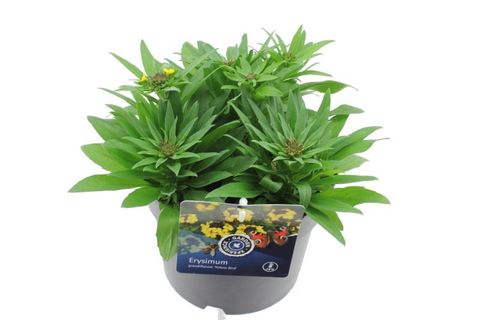 Erysimum 'Canaries Yellow'