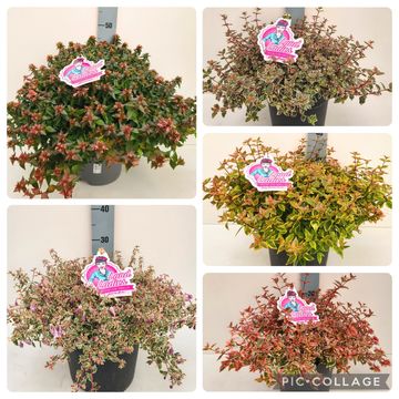 Abelia x grandiflora MIX