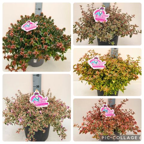 Abelia x grandiflora MIX