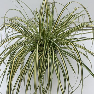 Carex oshimensis 'Evergold'