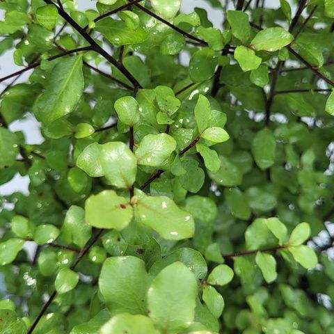 Pittosporum tenuifolium 'Wrinkled Blue'