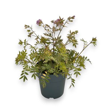 Polemonium 'Golden Feathers'