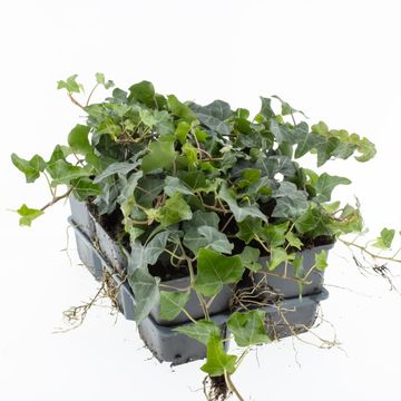 Hedera helix