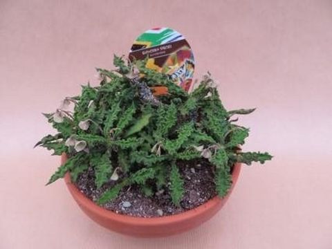 Euphorbia decaryi