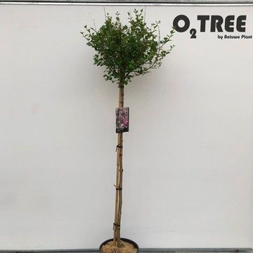 Syringa meyeri 'Palibin'