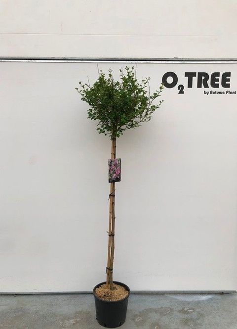 Syringa meyeri 'Palibin'