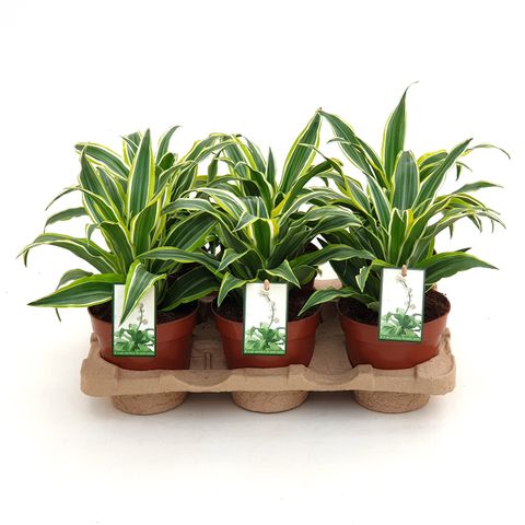 Dracaena fragrans 'Surprise'