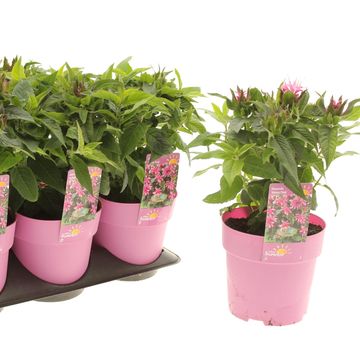 Monarda BALMY PINK
