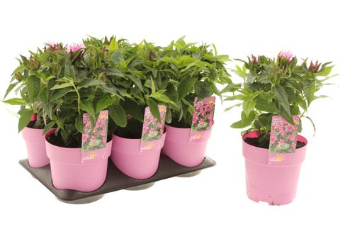 Monarda BALMY PINK