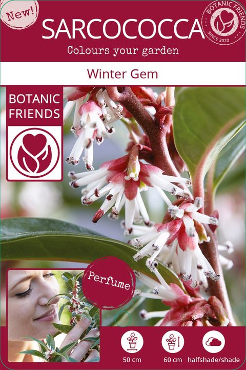 Sarcococca hookeriana WINTER GEM