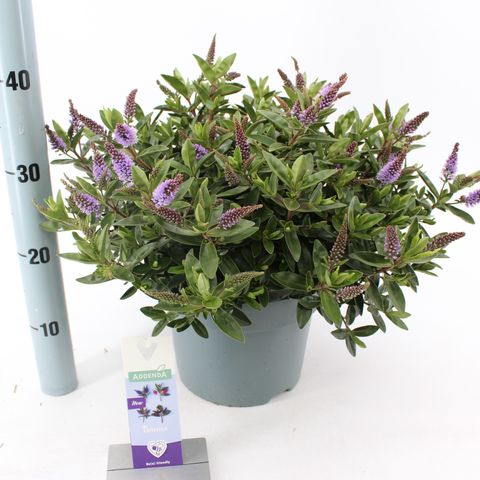 Hebe HEBEDONNA ANNA — Plant Wholesale FlorAccess