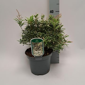 Pieris japonica 'White Rim'