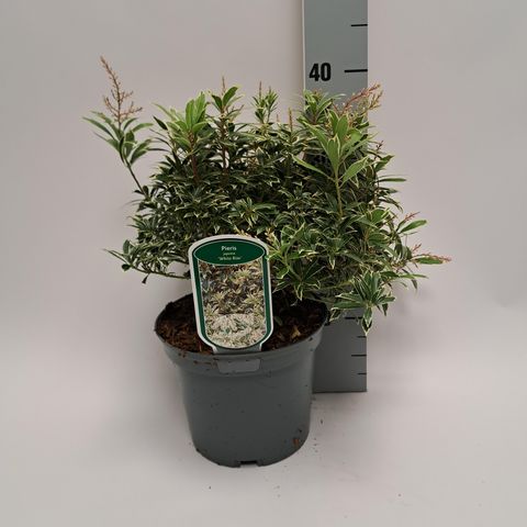 Pieris japonica 'White Rim'