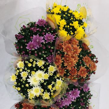 Chrysanthemum HOMERUN MIX