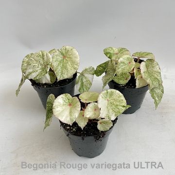 Begonia 'Rouge Variegata Ultra'