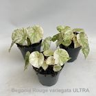 Begonia 'Rouge Variegata Ultra'