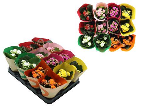 Kalanchoe blossfeldiana CALANDIVA MIX