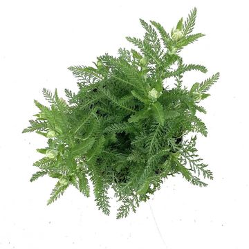 Achillea millefolium 'Paprika'