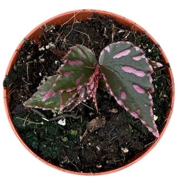 Begonia sp. julau