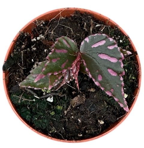 Begonia sp. julau