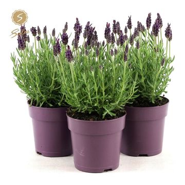 Lavandula stoechas 'Anouk'