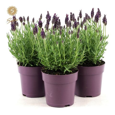 Lavandula stoechas 'Анук'