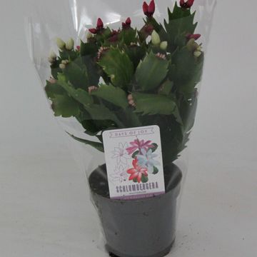 Schlumbergera MIX