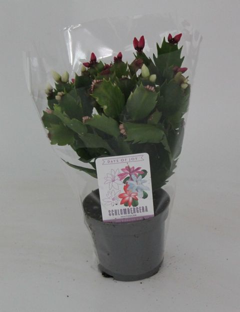 Schlumbergera MIX