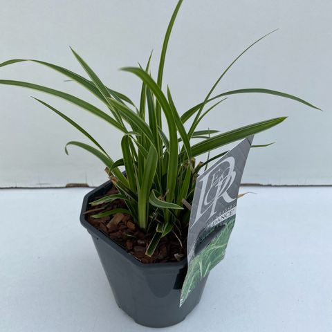 Carex morrowii 'Ice Dance'