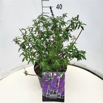 Buddleja davidii 'Black Knight'