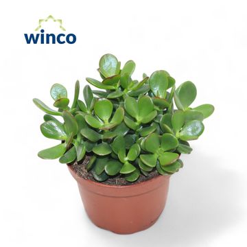 Crassula ovata 'Minor'