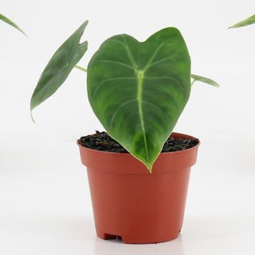 Alocasia micholitziana 'Frydek'