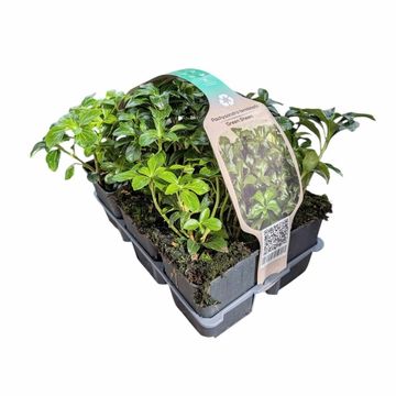 Pachysandra terminalis 'Green Sheen'