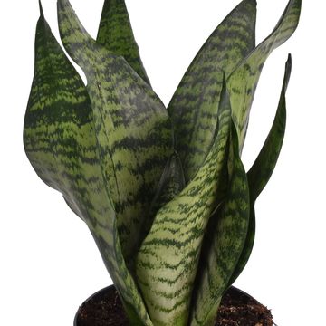 Sansevieria 'Laurentii Larenzii'