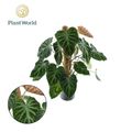 Philodendron verrucosum 'Incensi'