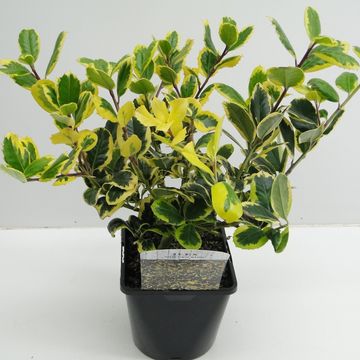 Ilex x altaclerensis 'Golden King'