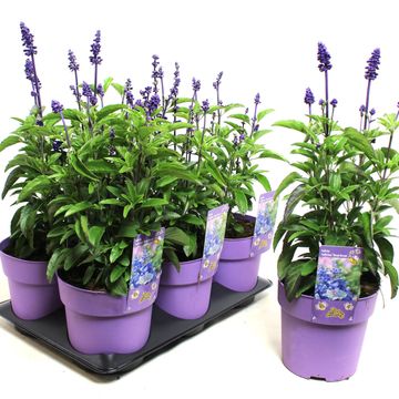 Salvia farinacea 'Sallyfun Deep Ocean'