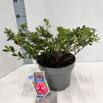 Rhododendron FLASH DANCE SALMON (AJ)