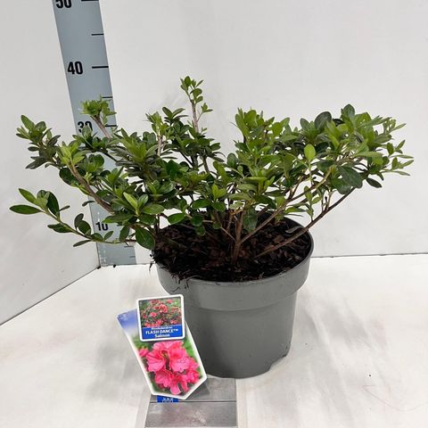 Rhododendron FLASH DANCE SALMON (AJ)