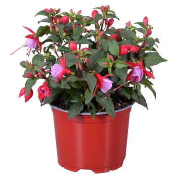 Fuchsia BELLA MIX