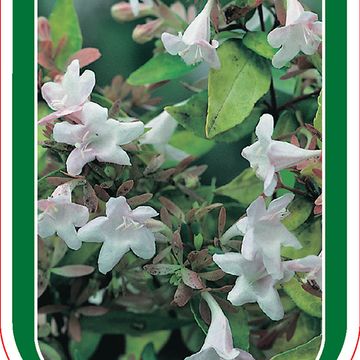 Abelia x grandiflora 'Francis Mason'