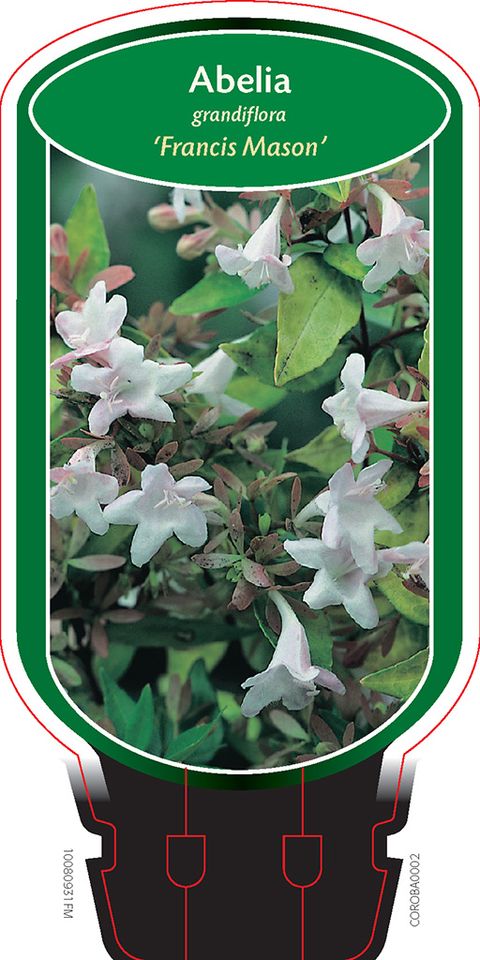 Abelia x grandiflora 'Francis Mason'