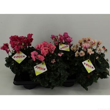 Cyclamen persicum LATINIA PIPOCA MIX