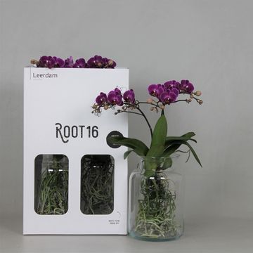 Phalaenopsis ANTHURA MORELIA