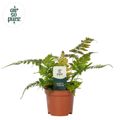 Dryopteris erythrosora