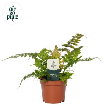 Dryopteris erythrosora