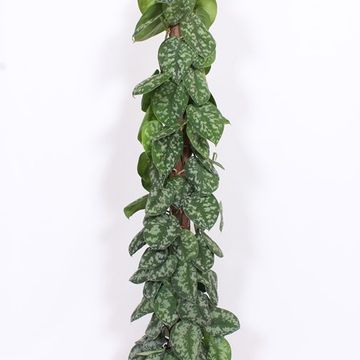 Scindapsus pictus 'Trebie'