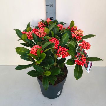 Skimmia japonica 'Temptation'